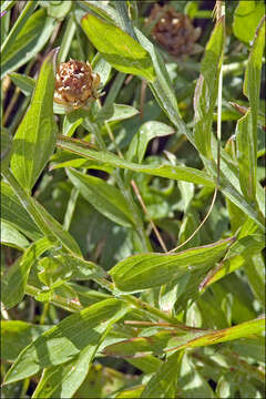 Image of Centaurea jacea subsp. julica (Hayek) Greuter