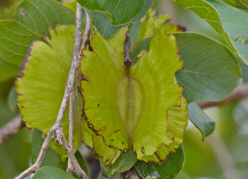 Imagem de Combretum zeyheri Sond.