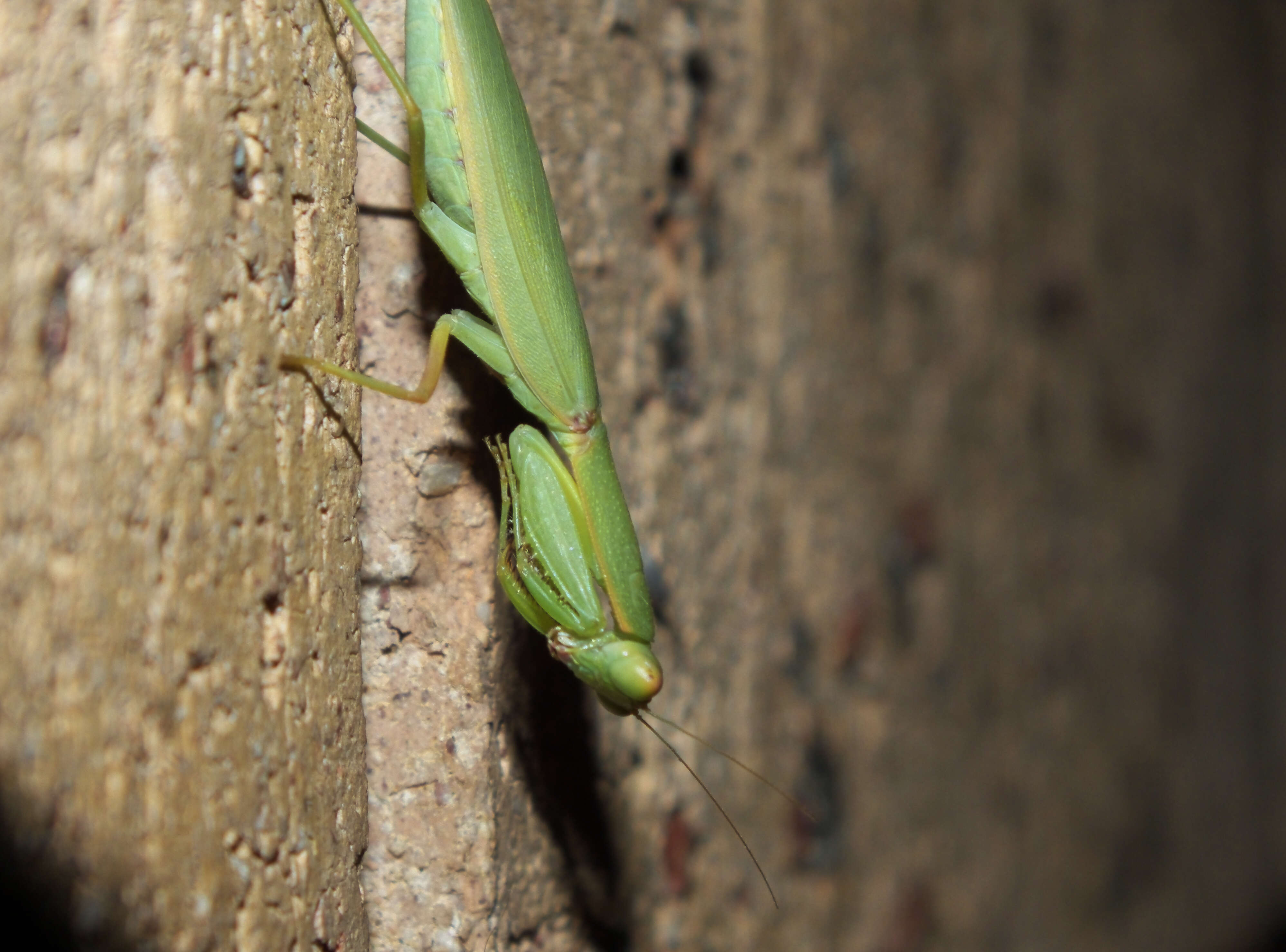 Image of praying mantises