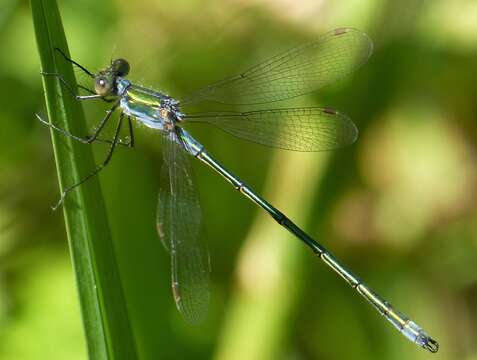 Image of Lestes Leach ex Brewster 1815