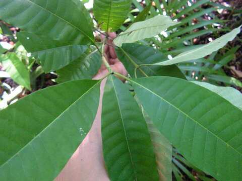 Plancia ëd Tabernaemontana flavicans Willd. ex Roem. & Schult.