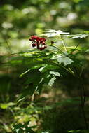 Image of baneberry