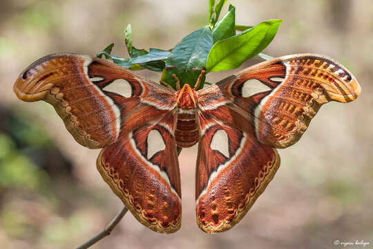 Image of atlas moth