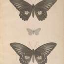 Image of Cypra delicatula Boisduval 1832