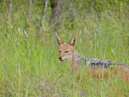 Image of coyote