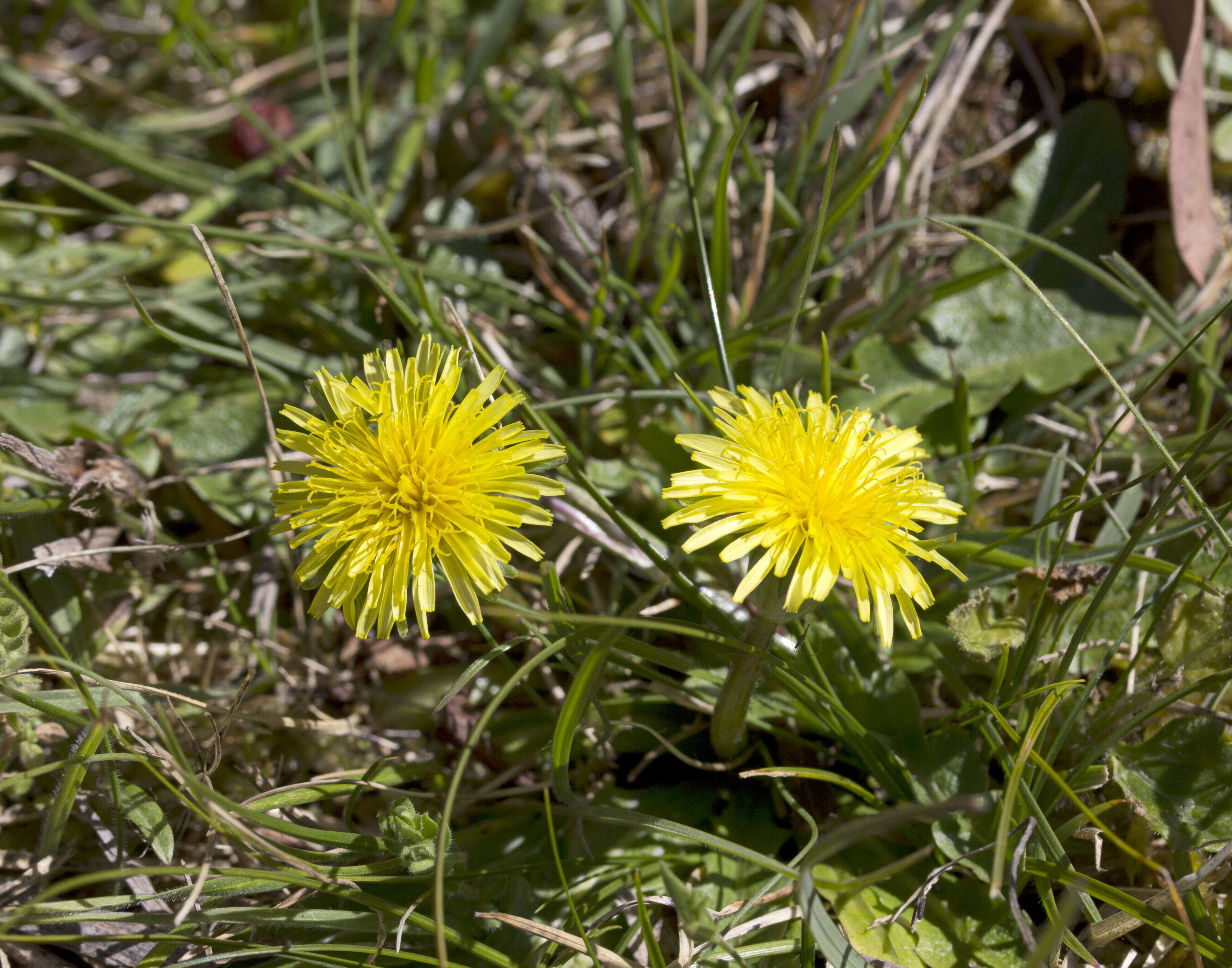 Слика од Taraxacum aristum Hagl. & G. Markl.