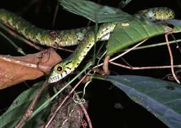 صورة Rhamnophis batesii (Boulenger 1908)