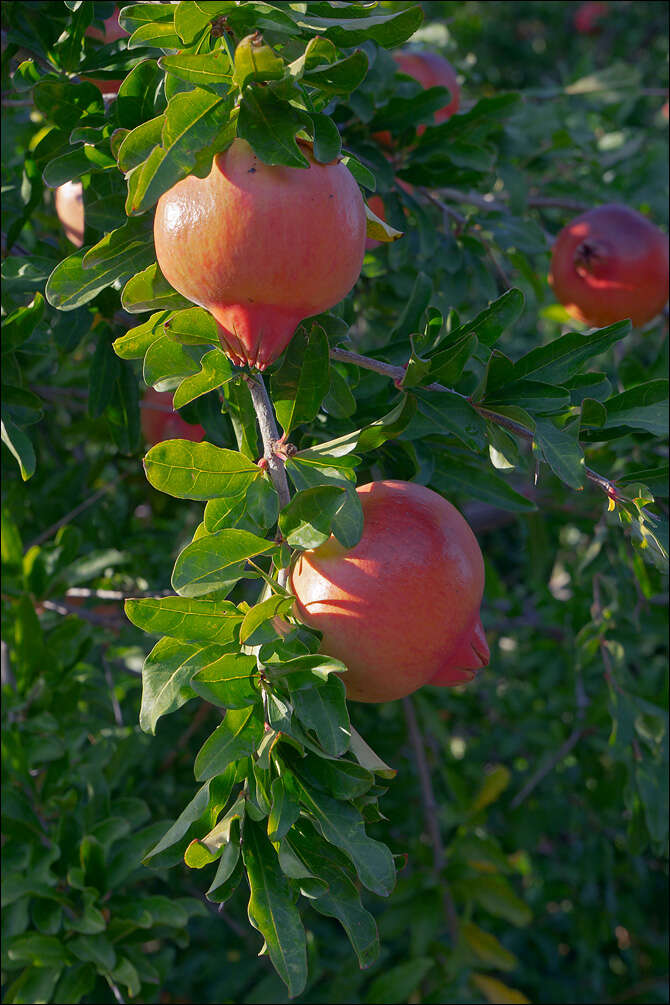 Image of Punica granatum