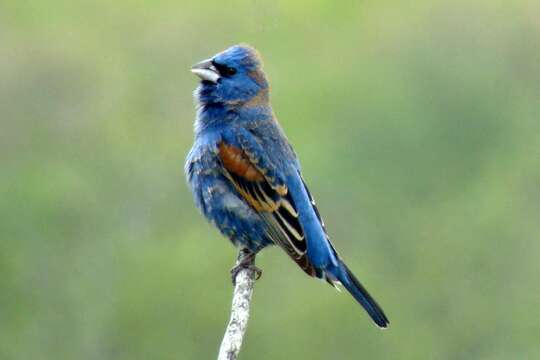 Image of Blue Grosbeak