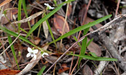 Image of bog white violet