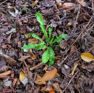 Image of spleenwort