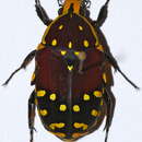 Image of Euchroea histrionica Burmeister 1842