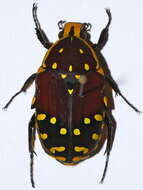 Image of Euchroea histrionica Burmeister 1842