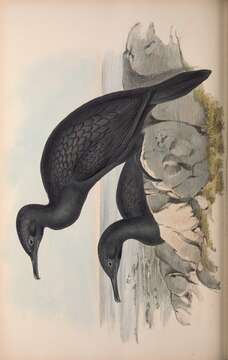 Image of Phalacrocorax Brisson 1760