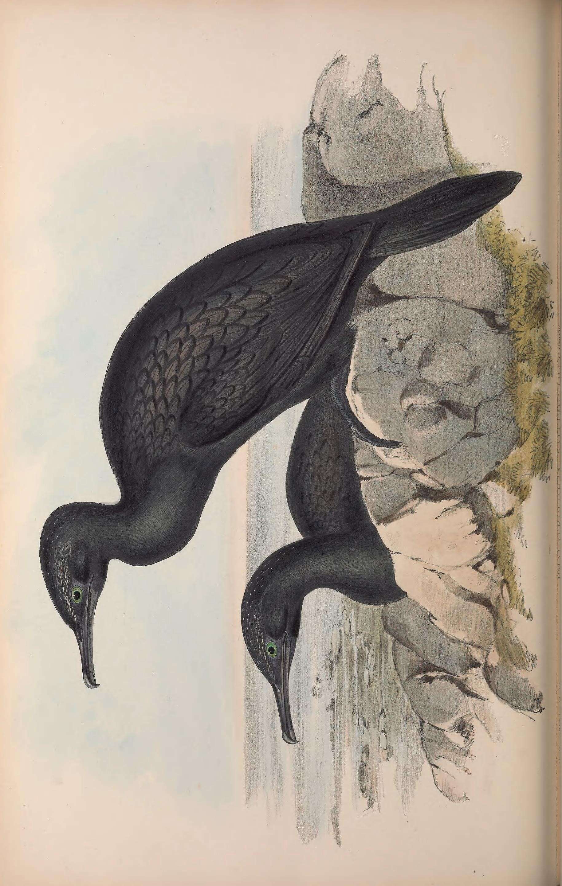 Image of Phalacrocorax Brisson 1760