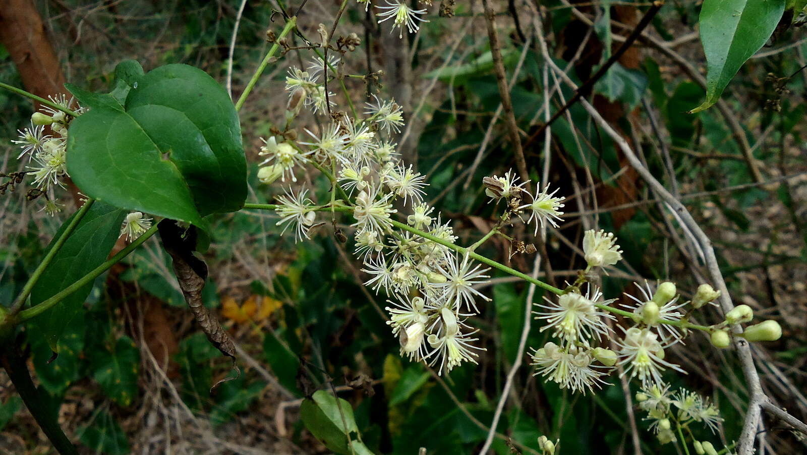 Sivun Clematis brasiliana DC. kuva