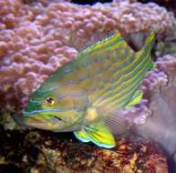 Image of Harlequin grouper