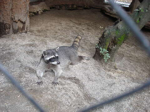 Image of raccoons