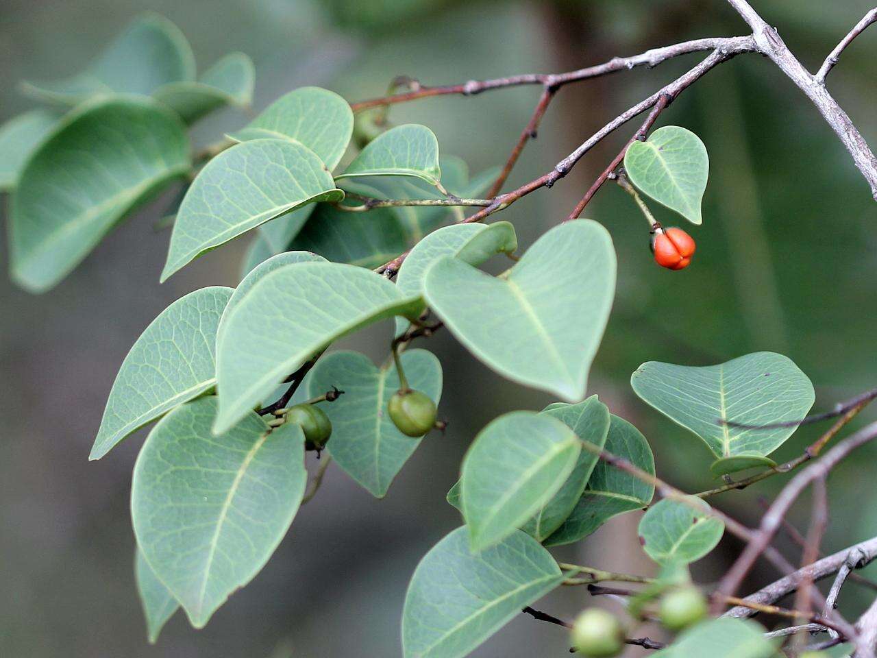 Maprounea guianensis Aubl.的圖片