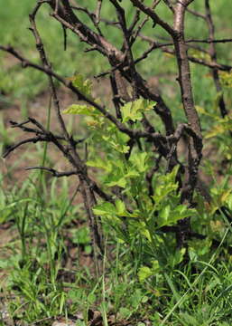 Image of Common Hawthorn