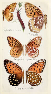Image of Euptoieta