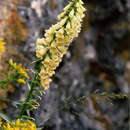 Image of Digitalis lutea subsp. lutea