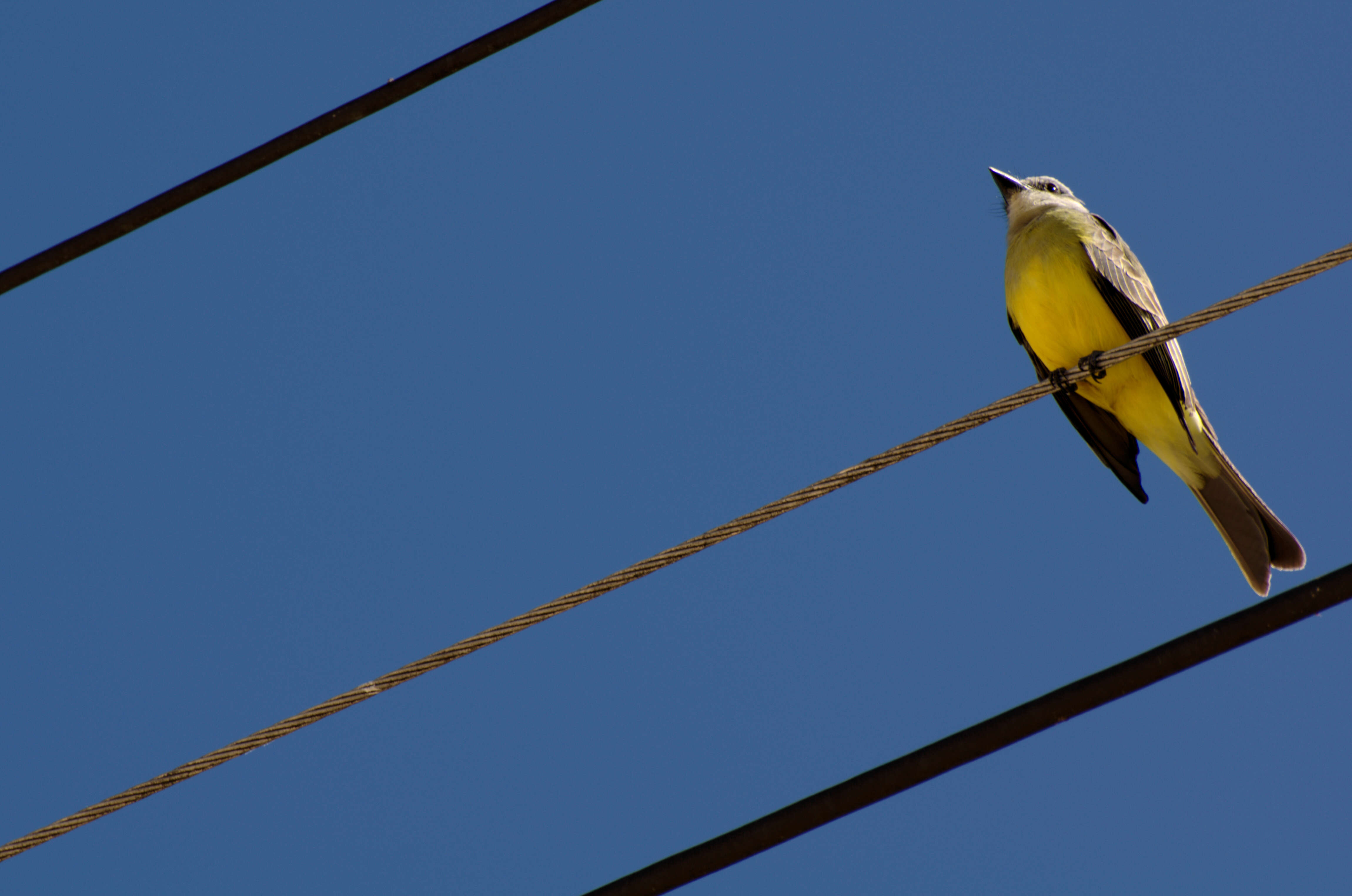 Image of Kingbird