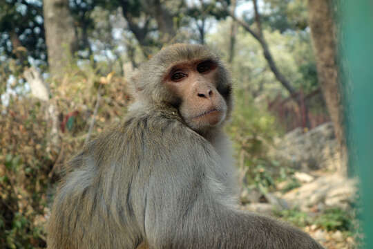 Image of macaques