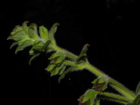 Image of Kohleria allenii Standl. & L. O. Williams