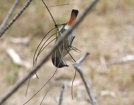 Image of Mistletoebird