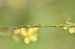 Image of hoary mustard