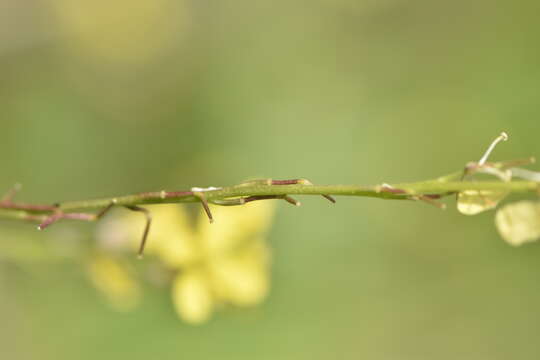 Image of hoary mustard