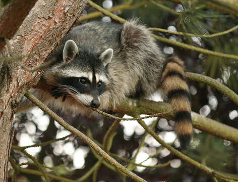 Image of raccoons