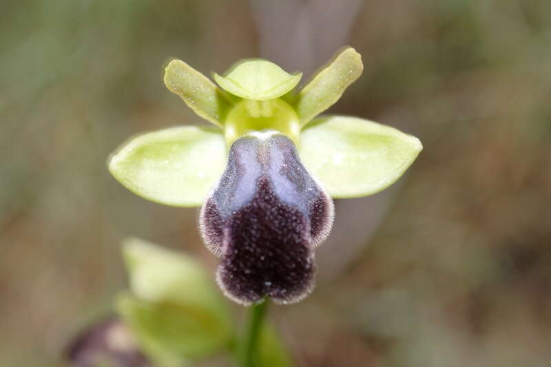 Image of ophrys