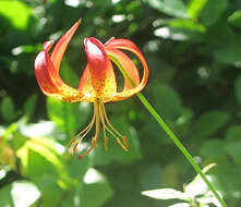 Image of leopard lily