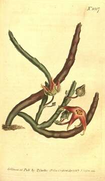 Image de Ceropegia divaricata (Masson) Bruyns