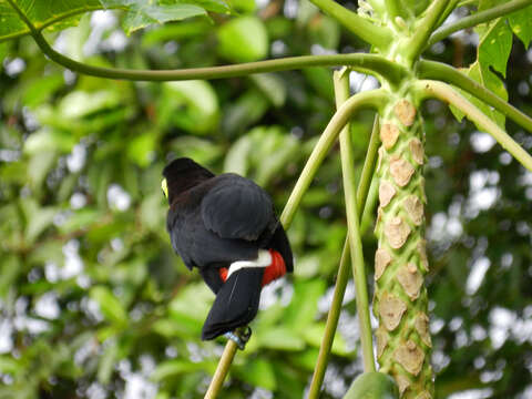 Image of papaya