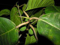 Image of Ficus tonduzii Standl.