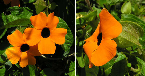 Image of blackeyed Susan vine