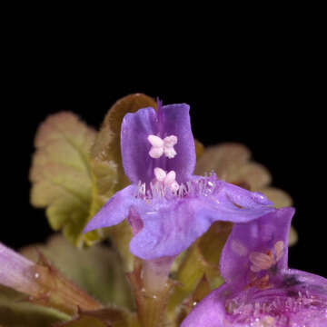 Image of Bugleweed