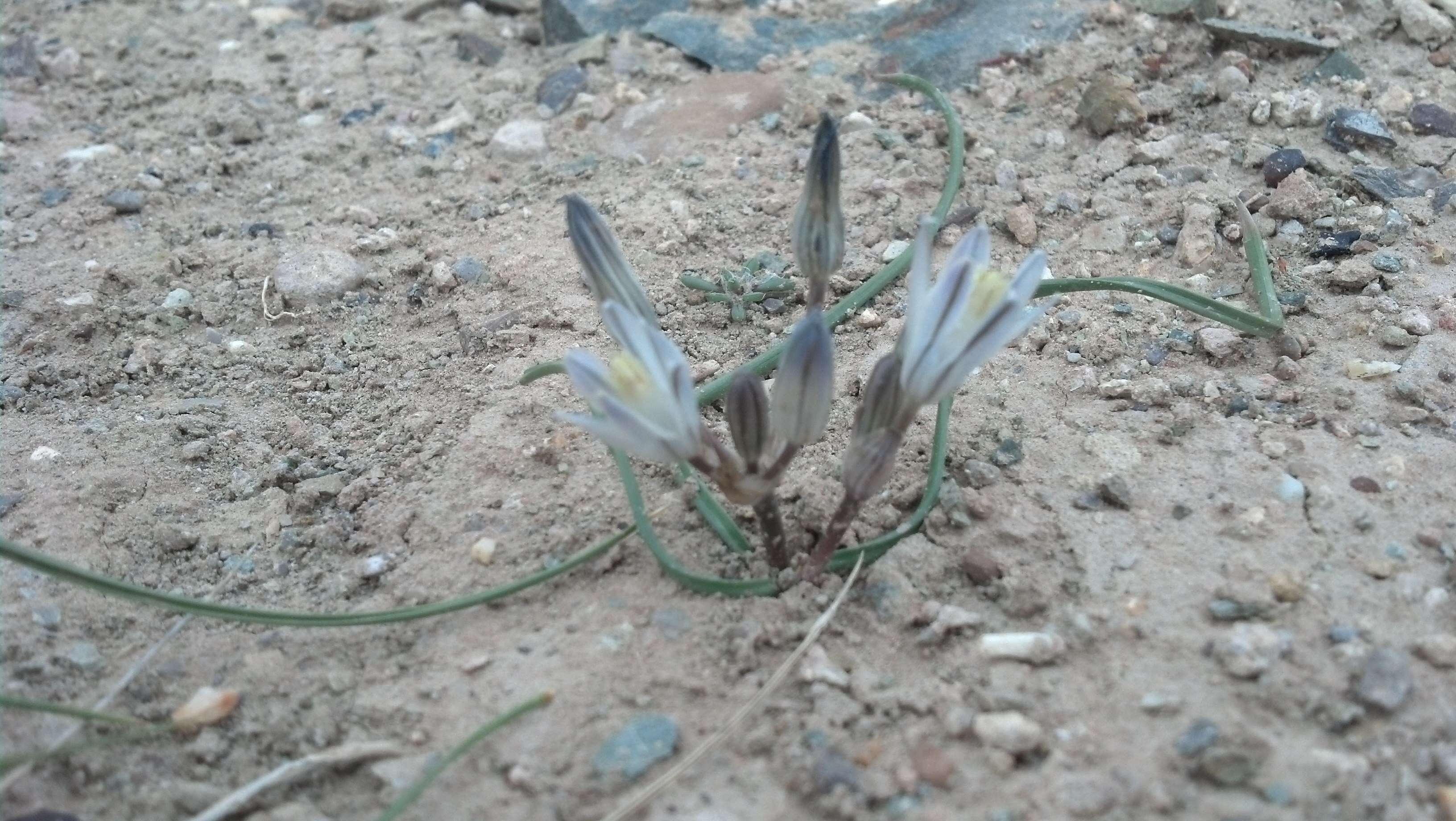 Image of funnel lily