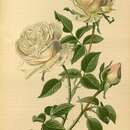 Sivun Rosa indica L. kuva