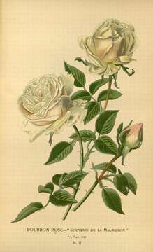 Image of Rose