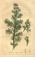 Image of juniper