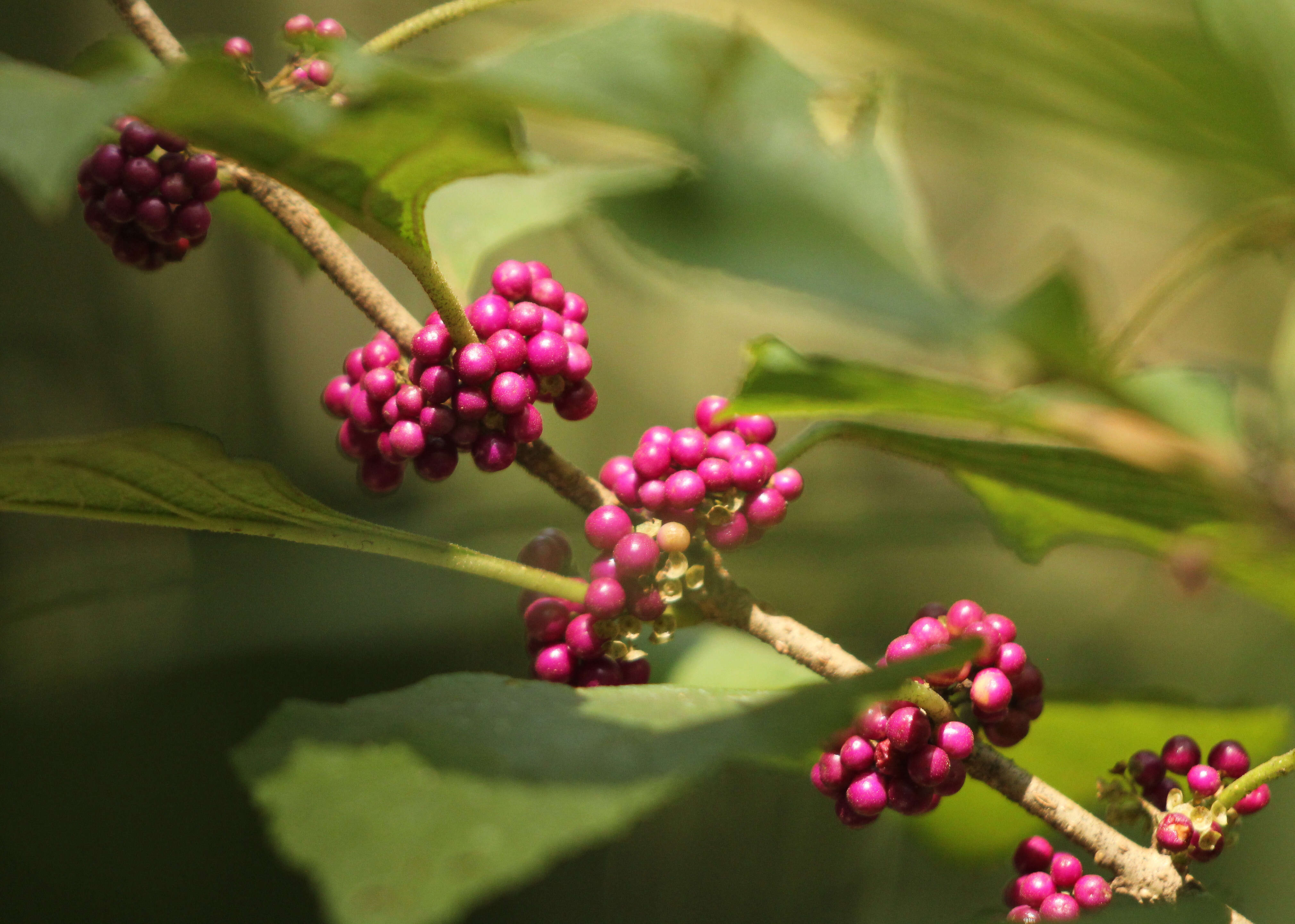 Image of Callicarpa