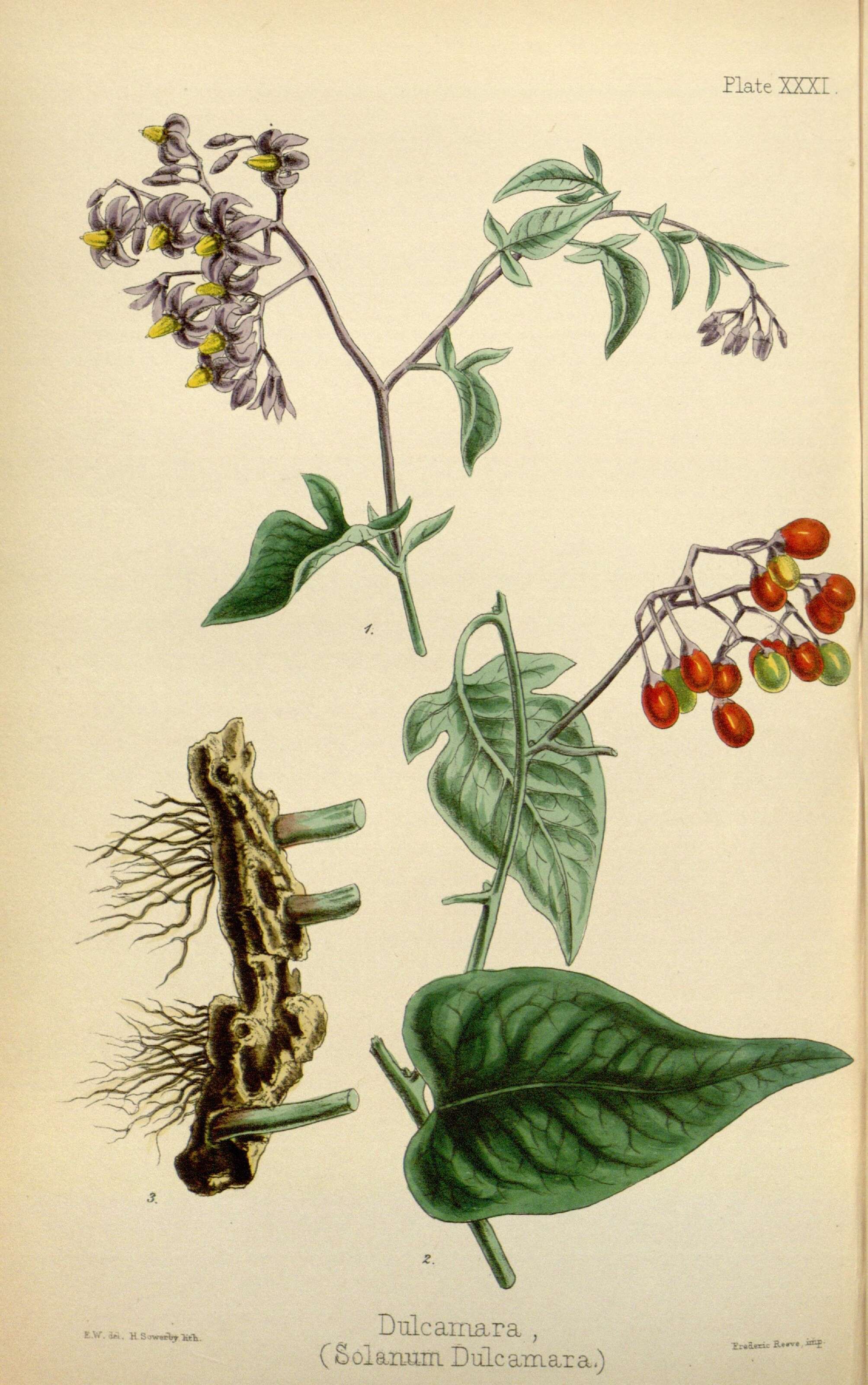Imagem de Solanum