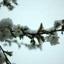 Imagem de Prunus avium (L.) L.