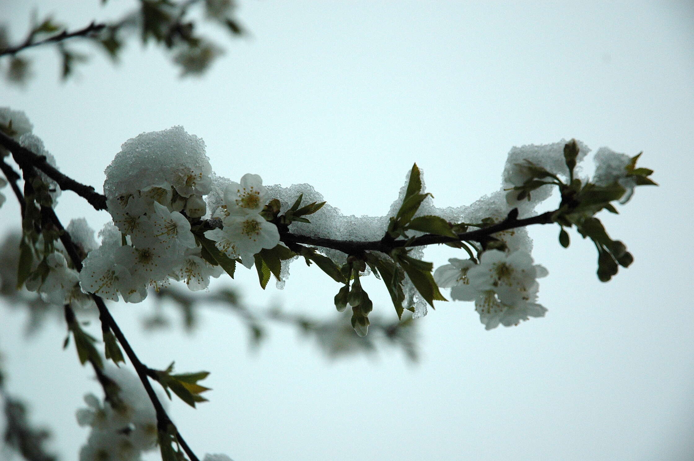 Image de Prunus