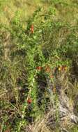 Image of Carolina desert-thorn