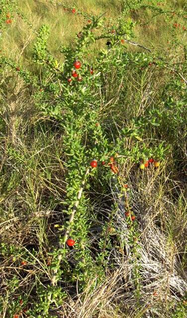 Image of Carolina desert-thorn